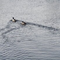 20260321-039 21/3/2026. The 31st Universities of Aberdeen Boat Race. The flat water is disturbed by this pair.